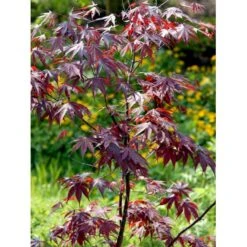 Japansk Ahorn 'Bloodgood' Acer Palmatum 'Bloodgood' Potte 10 Liter,- 60-80 Cm. -Sirius Butik mi3001 acer palmatum bloodgood 047a