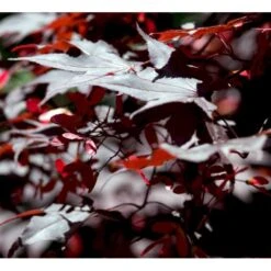 Japansk Ahorn 'Bloodgood' Acer Palmatum 'Bloodgood' Potte 10 Liter,- 60-80 Cm. -Sirius Butik mi3001 acer palmatum bloodgood 28f0