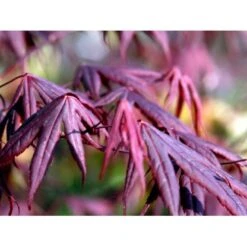 Japansk Ahorn 'Bloodgood' Acer Palmatum 'Bloodgood' Potte 10 Liter,- 60-80 Cm. -Sirius Butik mi3001 acer palmatum bloodgood 3a3b