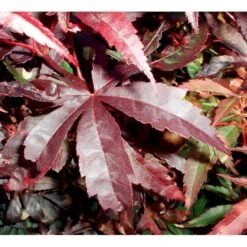 Japansk Ahorn 'Bloodgood' Acer Palmatum 'Bloodgood' Potte 10 Liter,- 60-80 Cm. -Sirius Butik mi3001 acer palmatum bloodgood df9b