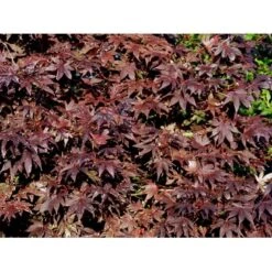 Japansk Ahorn 'Bloodgood' Acer Palmatum 'Bloodgood' Potte 10 Liter,- 60-80 Cm. -Sirius Butik mi3001 acer palmatum bloodgood e4ce