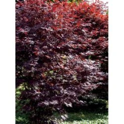 Japansk Ahorn 'Bloodgood' Acer Palmatum 'Bloodgood' Potte 10 Liter,- 60-80 Cm. -Sirius Butik mi3001 acer palmatum bloodgood f8c0