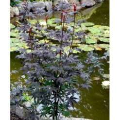 Japansk Ahorn 'Bloodgood' Acer Palmatum 'Bloodgood' Potte 10 Liter,- 60-80 Cm. -Sirius Butik mi3001 acer palmatum bloodgood ff99