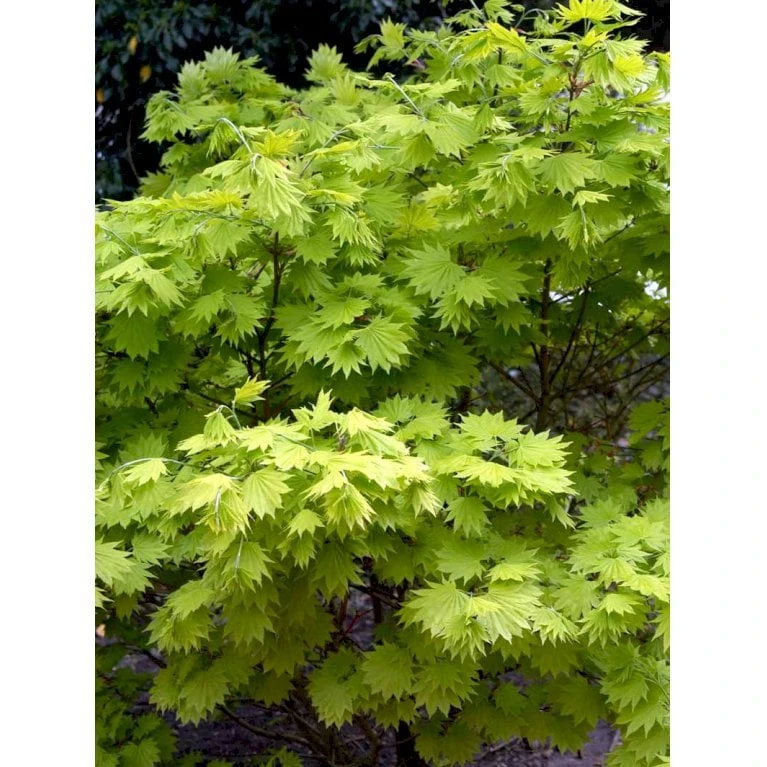 Viftebladet Løn Acer Shirasawanum 'Aureum' Potte 4,0 Liter,- 30-40 Cm. 13 Viftebladet Løn Acer Shirasawanum 'Aureum' Potte 4,0 Liter,- 30-40 Cm. - Billede 13