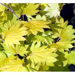 Viftebladet Løn Acer Shirasawanum 'Aureum' Potte 4,0 Liter,- 30-40 Cm. 22 Viftebladet Løn Acer Shirasawanum 'Aureum' Potte 4,0 Liter,- 30-40 Cm. -Sirius Butik mi3002 acer shirasawanum aureum 8d5f
