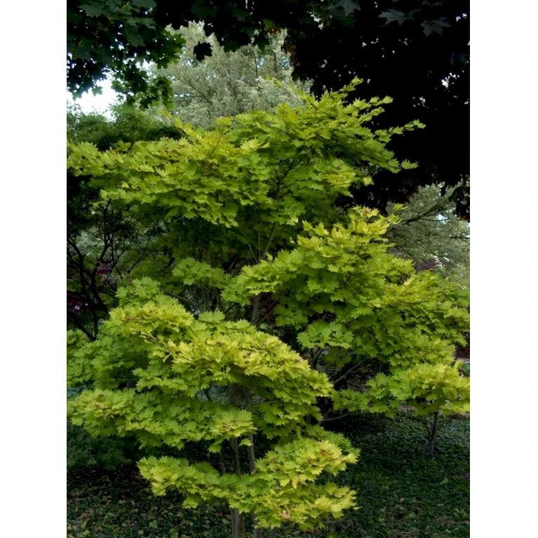 Viftebladet Løn Acer Shirasawanum 'Aureum' Potte 4,0 Liter,- 30-40 Cm. 12 Viftebladet Løn Acer Shirasawanum 'Aureum' Potte 4,0 Liter,- 30-40 Cm. - Billede 12