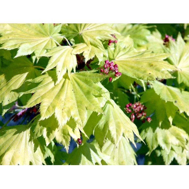 Viftebladet Løn Acer Shirasawanum 'Aureum' Potte 4,0 Liter,- 30-40 Cm. 8 Viftebladet Løn Acer Shirasawanum 'Aureum' Potte 4,0 Liter,- 30-40 Cm. - Billede 8