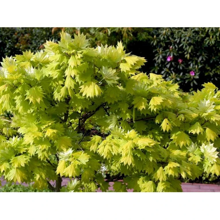 Viftebladet Løn Acer Shirasawanum 'Aureum' Potte 4,0 Liter,- 30-40 Cm. 9 Viftebladet Løn Acer Shirasawanum 'Aureum' Potte 4,0 Liter,- 30-40 Cm. - Billede 9