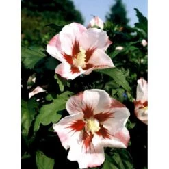 Syrisk Rose 'Hamabo' Hibiscus Syriacus 'Hamabo' Potte 2,0 Liter,- 30-40 Cm. -Sirius Butik mi3014 hibiscus syriacus hamabo 19a5