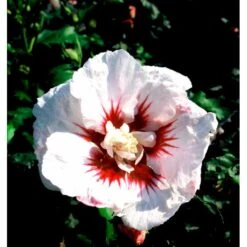 Syrisk Rose 'Helene' Hibiscus Syriacus 'Helene' Potte 4,0 Liter,- 50-60 Cm. -Sirius Butik mi3015 hibiscus syriacus helene 502d