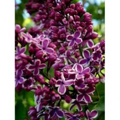 'Sensation' Syringa Vul. 'Sensation' (storblomstrende) Med Klump,- 125-150 Cm. -Sirius Butik mi3025 syringa vulgaris sensation 1630