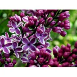 'Sensation' Syringa Vul. 'Sensation' (storblomstrende) Med Klump,- 125-150 Cm. -Sirius Butik mi3025 syringa vulgaris sensation 5bbd