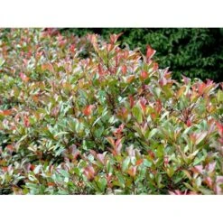 Glansmispel 'Red Robin' Photinia Fraseri 'Red Robin' Potte 2,0 Liter,- 30-40 Cm. -Sirius Butik mi3043 photinia fraseri red robin 0a7b