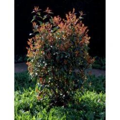 Glansmispel 'Red Robin' Photinia Fraseri 'Red Robin' Potte 2,0 Liter,- 30-40 Cm. -Sirius Butik mi3043 photinia fraseri red robin 3a11