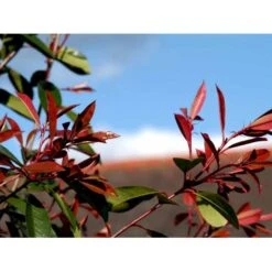 Glansmispel 'Red Robin' Photinia Fraseri 'Red Robin' Potte 2,0 Liter,- 30-40 Cm. -Sirius Butik mi3043 photinia fraseri red robin 4a5c
