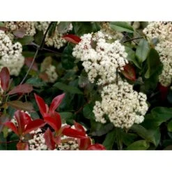 Glansmispel 'Red Robin' Photinia Fraseri 'Red Robin' Potte 2,0 Liter,- 30-40 Cm. -Sirius Butik mi3043 photinia fraseri red robin 8126