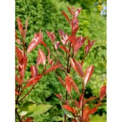 Glansmispel 'Red Robin' Photinia Fraseri 'Red Robin' Potte 2,0 Liter,- 30-40 Cm. -Sirius Butik mi3043 photinia fraseri red robin b884