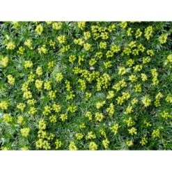 Gummipude 'Elliotts Varietet' Azorella Trifurcata 'Elliotts Varietet' 10 Cm. Potte -Sirius Butik mi306 azorella trifurcata elliotts varietet 0407