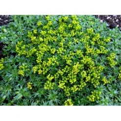 Gummipude 'Elliotts Varietet' Azorella Trifurcata 'Elliotts Varietet' 10 Cm. Potte -Sirius Butik mi306 azorella trifurcata elliotts varietet bda5