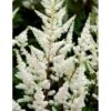 Astilbe 'Diamant' Astilbe Arendsii 'Diamant' 1 Liter Potte