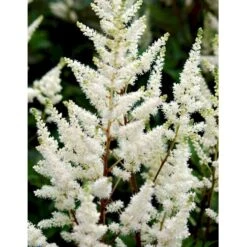 Astilbe 'Diamant' Astilbe Arendsii 'Diamant' 1 Liter Potte