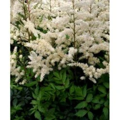 Astilbe 'Diamant' Astilbe Arendsii 'Diamant' 1 Liter Potte -Sirius Butik mi3103 astilbe diamant f8ea