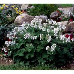 Storkenæb Renardii Geranium Renardii 1 Liter Potte -Sirius Butik mi3104 geranium renardii 58d0