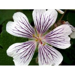 Storkenæb Renardii Geranium Renardii 1 Liter Potte -Sirius Butik mi3104 geranium renardii 5a76