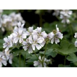 Storkenæb Renardii Geranium Renardii 1 Liter Potte -Sirius Butik mi3104 geranium renardii 6de9
