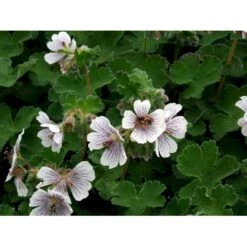 Storkenæb Renardii Geranium Renardii 1 Liter Potte -Sirius Butik mi3104 geranium renardii fb43