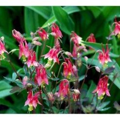 Akeleje 'Little Lanterns' Aquilegia Canadensis 'Little Lanterns' 1 Liter Potte -Sirius Butik mi3111 aquilegia canadensis little lanterns 4d6e