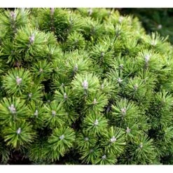 Bjergfyr 'Mops' Pinus Mugo 'Mops'(dværgform) Potte 5,0 Liter,- 25-30 Cm. -Sirius Butik mi3115 pinus mugo mops 09e8