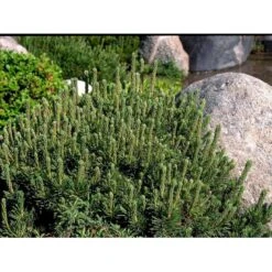 Bjergfyr 'Mops' Pinus Mugo 'Mops'(dværgform) Potte 5,0 Liter,- 25-30 Cm. -Sirius Butik mi3115 pinus mugo mops 2393