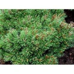 Bjergfyr 'Mops' Pinus Mugo 'Mops'(dværgform) Potte 5,0 Liter,- 25-30 Cm. -Sirius Butik mi3115 pinus mugo mops 2b26