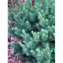 Bjergfyr 'Mops' Pinus Mugo 'Mops'(dværgform) Potte 5,0 Liter,- 25-30 Cm. -Sirius Butik mi3115 pinus mugo mops caa5