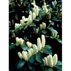 Kirsebærlaurbær 'Van Nes' Prunus Laurocerasus 'Van Nes' Med Klump,- 30-40 Cm. -Sirius Butik mi3120 prunus laurocerasus caucasica 0caa