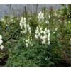 Stormhat 'Album' Aconitum Napellus 'Album' 1 Liter Potte