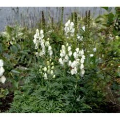 Stormhat 'Album' Aconitum Napellus 'Album' 1 Liter Potte