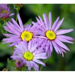 Amellusasters 'Mira' Aster Amellus 'Mira' 1 Liter Potte -Sirius Butik mi3151 aster amellus mira 7485