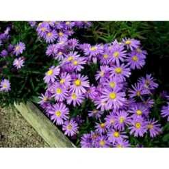 Pudeasters 'Early Blue' Aster Dumosus 'Early Blue' 1 Liter Potte -Sirius Butik mi3152 aster early blue cc5f