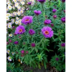Høstasters 'Purple Dome' Aster Novae-angliae 'Purple Dome' 1 Liter Potte -Sirius Butik mi3154 aster novae angliae purple dome a0e0