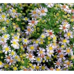 Lyngasters 'Lovely' Aster Vimineus 'Lovely' 1 Liter Potte 6 Lyngasters 'Lovely' Aster Vimineus 'Lovely' 1 Liter Potte -Sirius Butik mi3156 aster vimineus lovely 917f