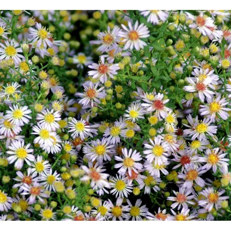 Lyngasters 'Lovely' Aster Vimineus 'Lovely' 1 Liter Potte 3 Lyngasters 'Lovely' Aster Vimineus 'Lovely' 1 Liter Potte - Billede 3