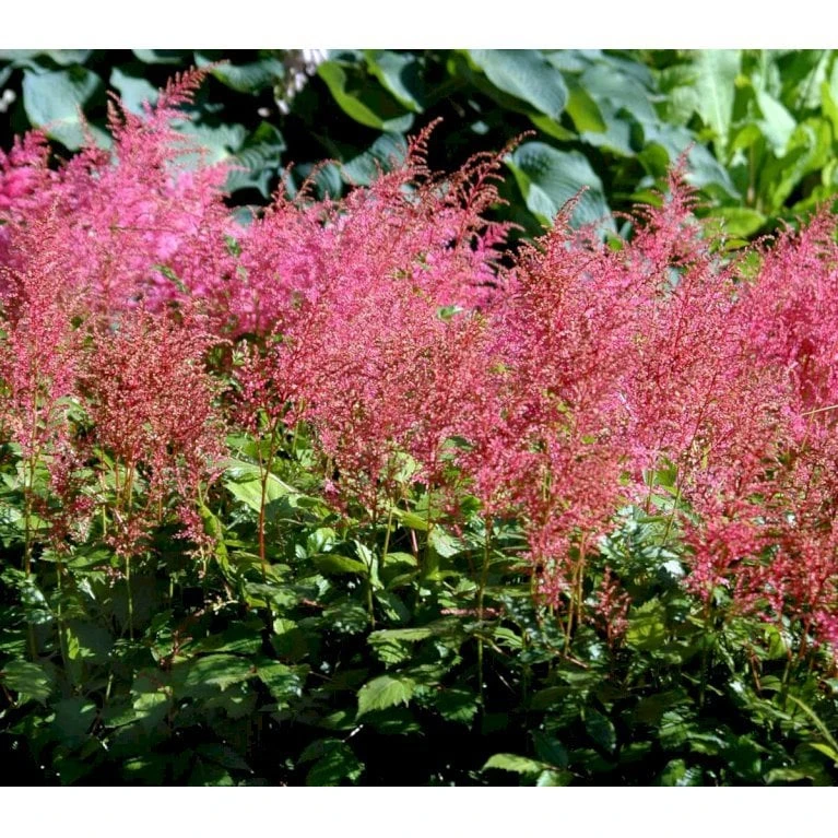 Astilbe 'Cattleya' Astilbe Arendsii 'Cattleya' 1 Liter Potte 3 Astilbe 'Cattleya' Astilbe Arendsii 'Cattleya' 1 Liter Potte - Billede 3