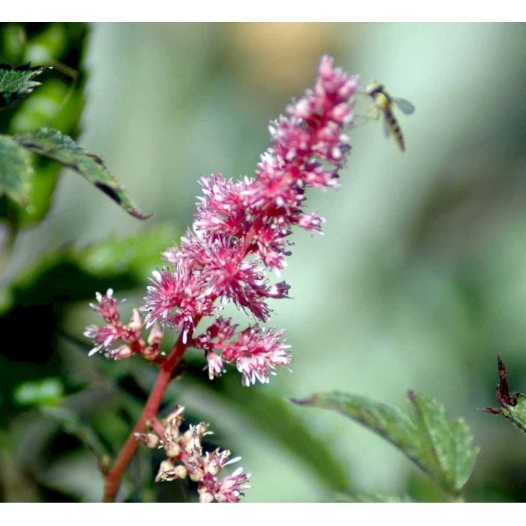 Astilbe 'Cattleya' Astilbe Arendsii 'Cattleya' 1 Liter Potte 4 Astilbe 'Cattleya' Astilbe Arendsii 'Cattleya' 1 Liter Potte - Billede 4