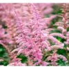 Astilbe 'Cattleya' Astilbe Arendsii 'Cattleya' 1 Liter Potte