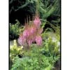 Astilbe 'Purpurlanze' Astilbe Chinensis 'Purpurlanze' 1 Liter Potte