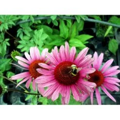 Solhat 'Rubinstern' Echinacea Purpurea 'Rubinstern' 1 Liter Potte -Sirius Butik mi3172 echinacea purpurea rubinstern dc95