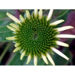 Hvid Solhat 'White Swan' Echinacea Purpurea 'White Swan' 1 Liter Potte -Sirius Butik mi3174 echinacea purpurea white swan 3e3e