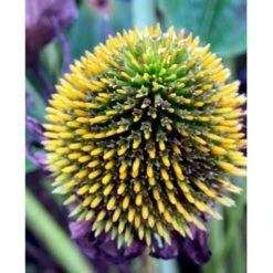 Hvid Solhat 'White Swan' Echinacea Purpurea 'White Swan' 1 Liter Potte -Sirius Butik mi3174 echinacea purpurea white swan c5e1